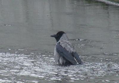 Прикрепленное изображение: 001.jpg